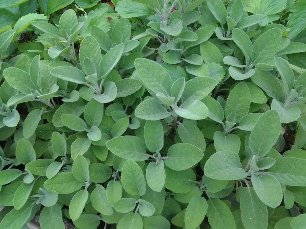 Plante Aromate Jardin