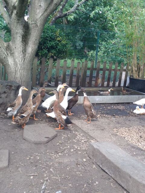 Couple de canard coureur indien ou mâle seul 50 59290 Wasquehal