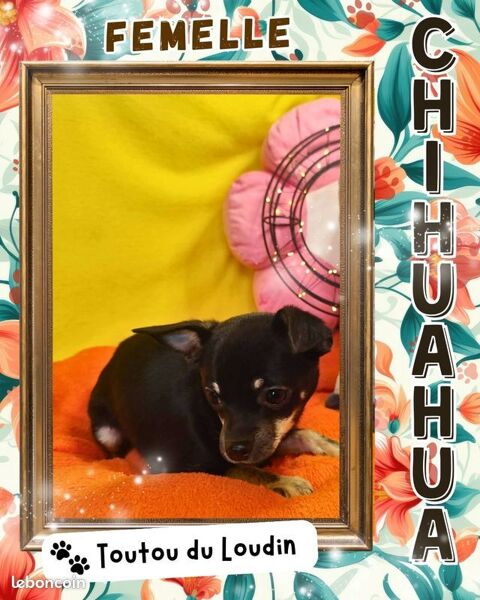 Chiot Chihuahua poils courts femelle 500 18140 Précy