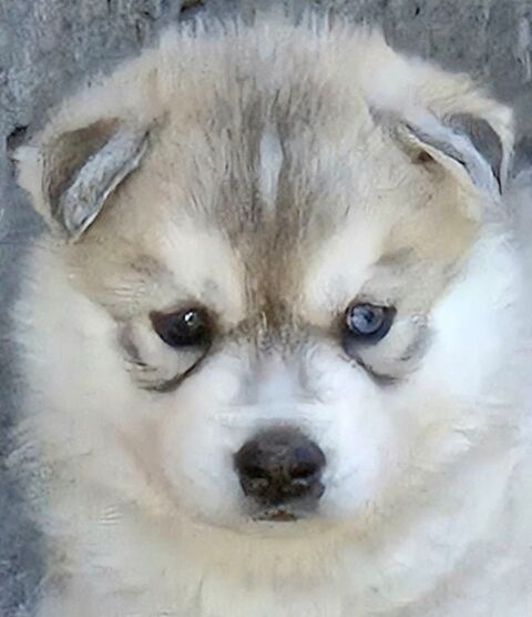 Petite femelle husky LOF 650 33000 Bordeaux