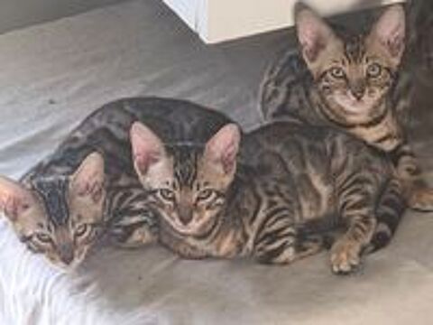   Superbes chatons Bengal LOOF 