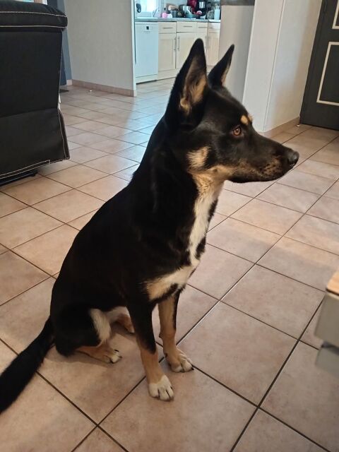 Donne chienne berger crois&eacute; husky 0 35000 Rennes