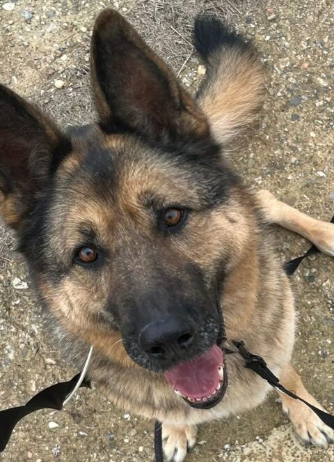 DJANGO, berger allemand 10 ans 0 34500 B�ziers