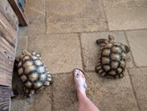   Tortue sulcata femelle  