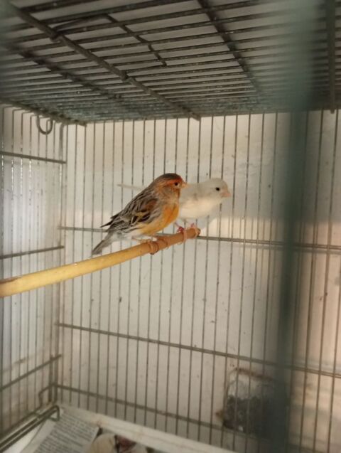 Couple de Canaris 2024 40 49800 Brain-sur-l'authion