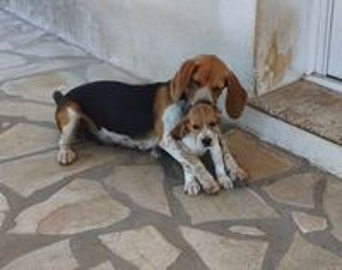   CHIOTS BEAGLE LOF 