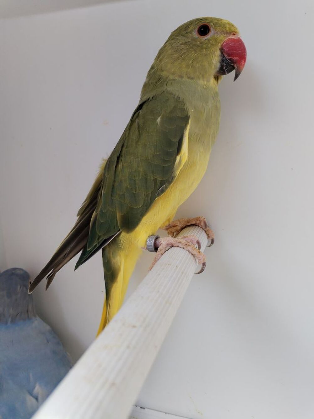   Perruche à collier  