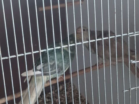 Kakariki 0 81370 Saint-sulpice