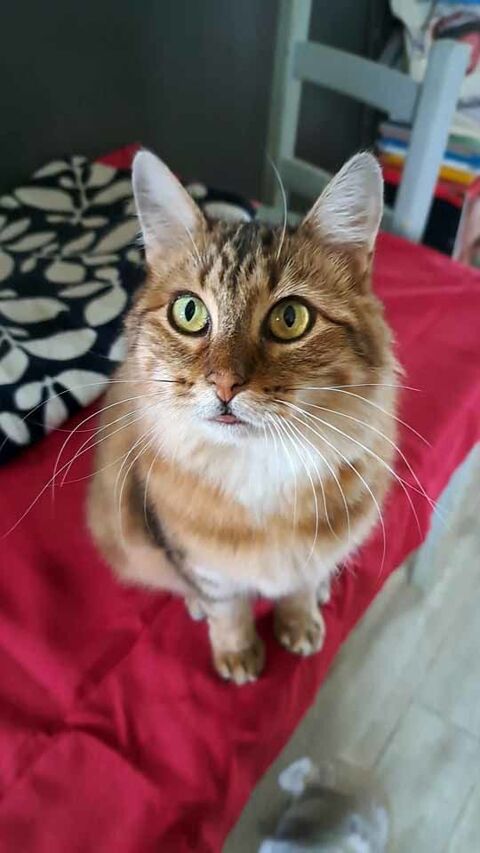 PAMELA, jolie chatte tigrée à adopter via l'association UMA 180 85150 Les achards