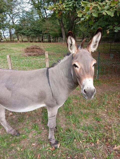 Cause santé, vieille dame se sépare de son joli petit âne 150 81290 Labruguire