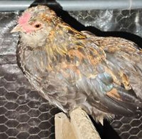   Jeune coq d ornement  