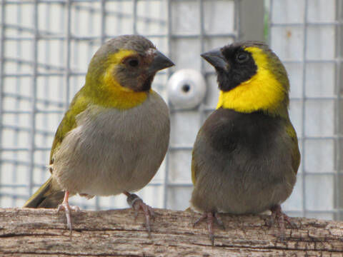 oiseaux petit chanteur de cuba 70 47200 Marmande