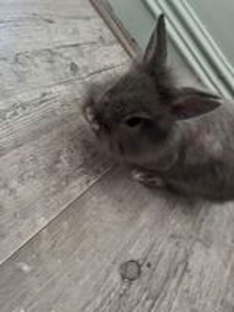   Lapin tête de lion  