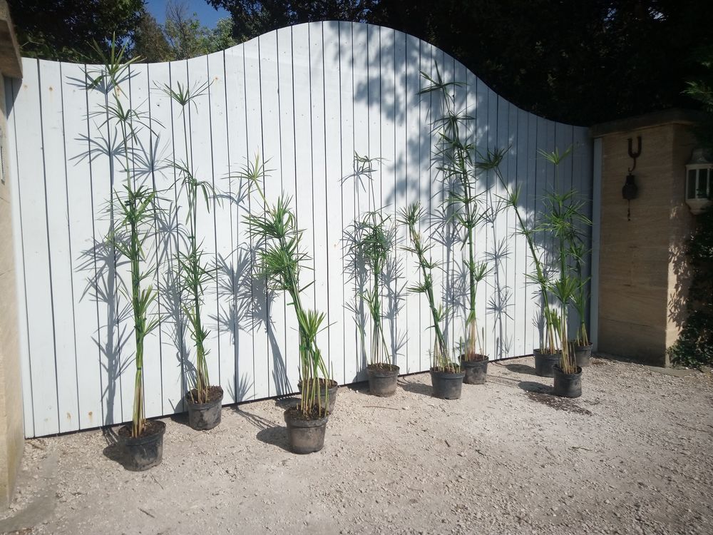 Papyrus 'G&eacute;ant' en container ??????????? Jardin