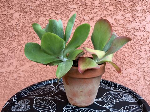 Kalanchoe Thyrsiflora dans pot en terre cuite 10 Merville (31)