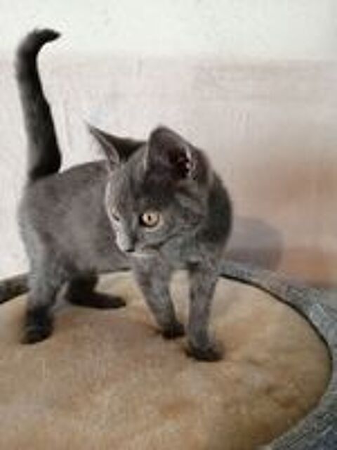   Disponible de suite : Un beau male chartreux Loof
