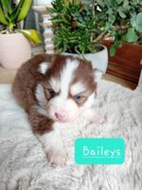  Pomsky F3 : Husky X pomeranien 