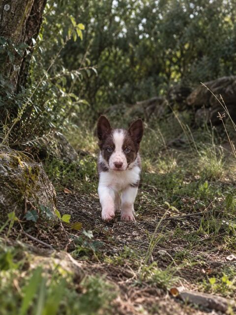 2 adorables chiots Border Collie rouges &agrave; r&eacute;server 850 34750 Villeneuve-lès-maguelone