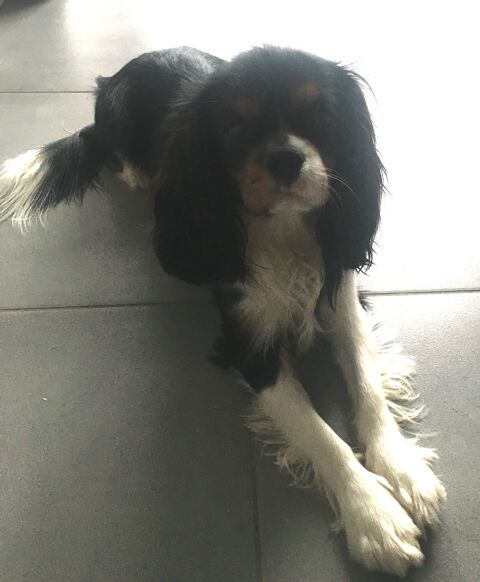 Recherche petite copine pour saillie cavalier king charles
49300 Cholet