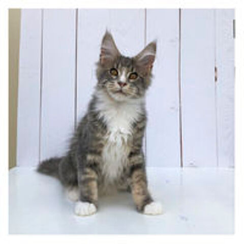   Chaton Maine Coon disponible - LOOF 