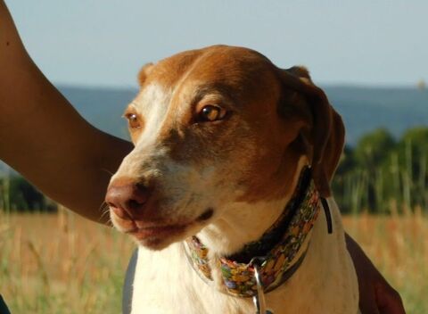 Pilka 10 ans, un amour de chienne (ok chats) 195 24140 Douville