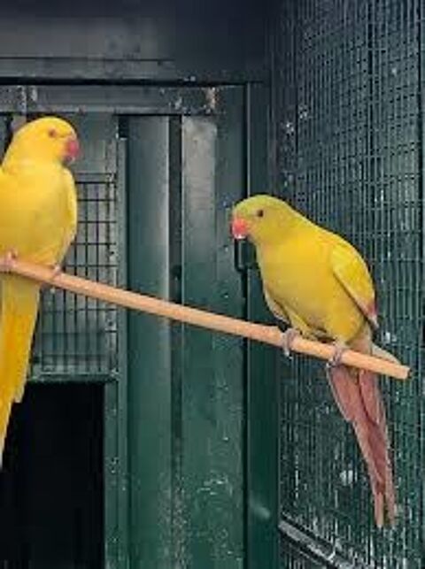 Couple  M&eacute;lanure jaune 500 46340 Salviac