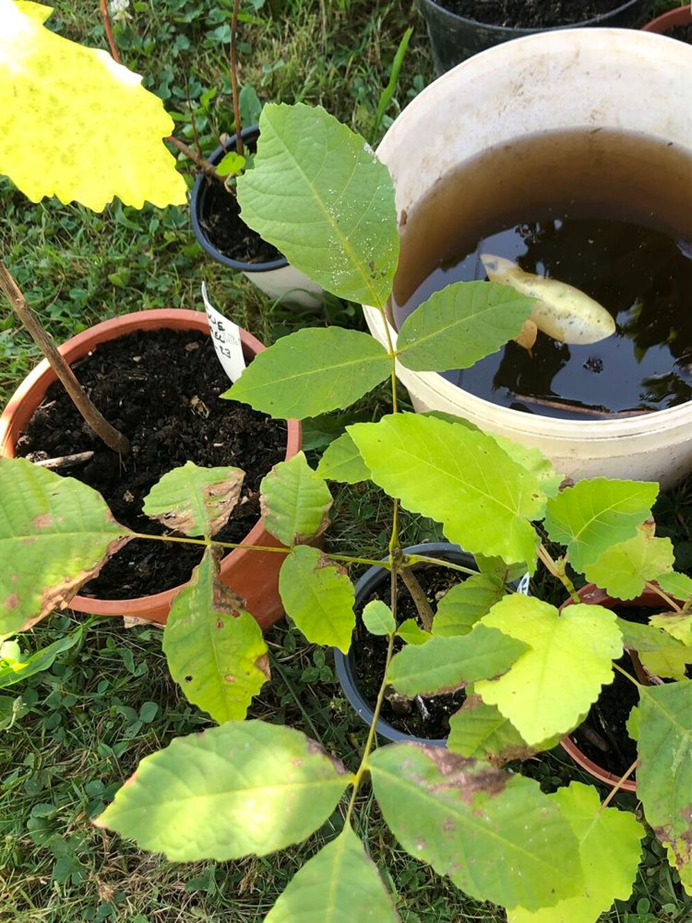 Figuiers Jardin