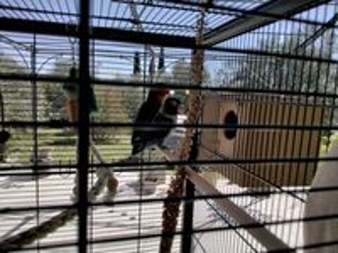   .conure de molinae élevé à la main +couple inséparable 