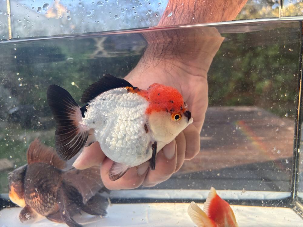   Poisson japonais de très haute qualité
