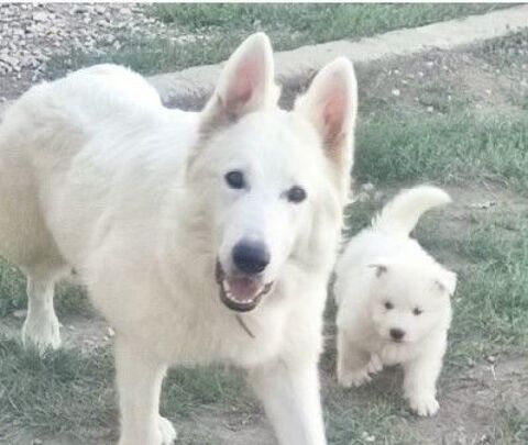 Chiots berger blanc suisse LOF 1600 26250 Livron-sur-dr�me