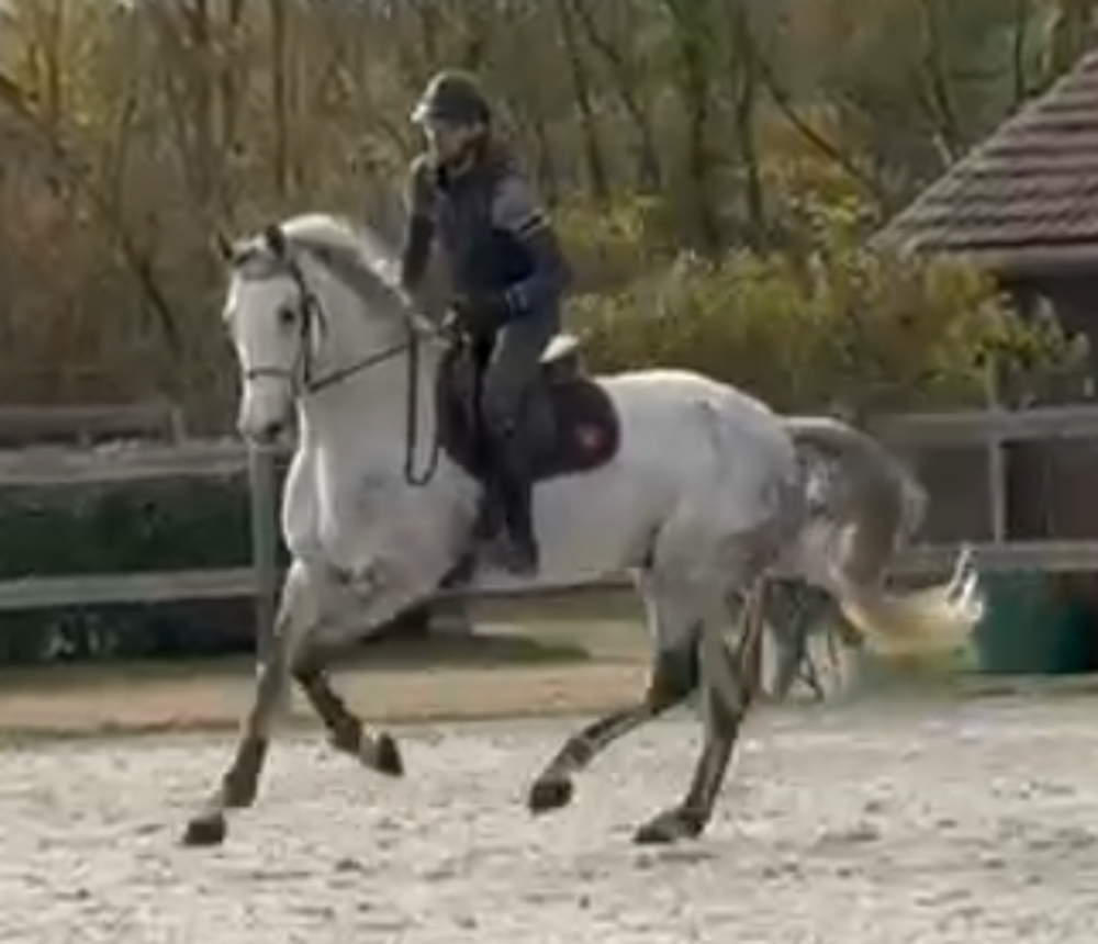   HONGRE ZANGERSHEIDE CSO ou DRESSAGE 