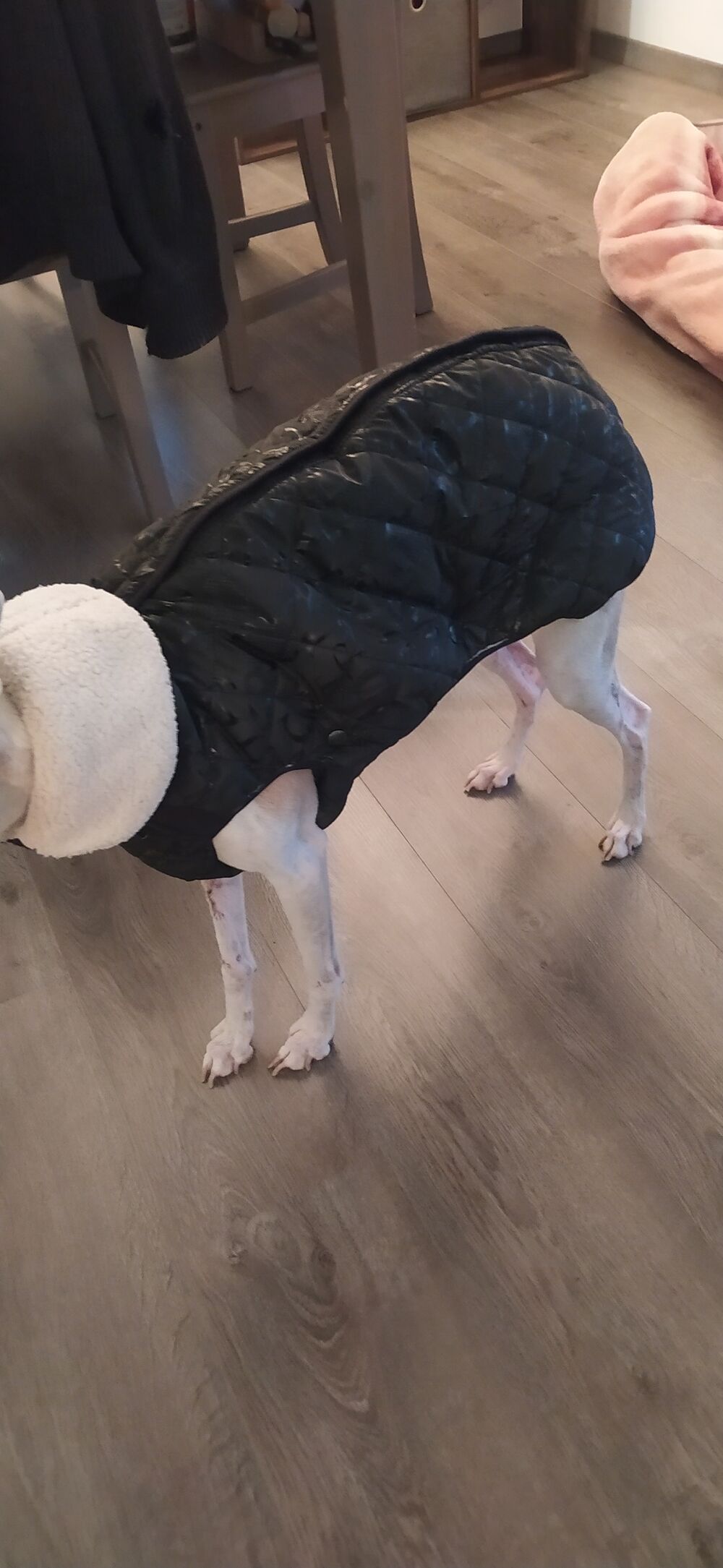 Manteau pour Chien Motif imprim&eacute; Noir Vêtements