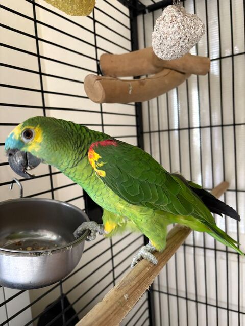 Perroquet 650 93150 Le blanc-mesnil