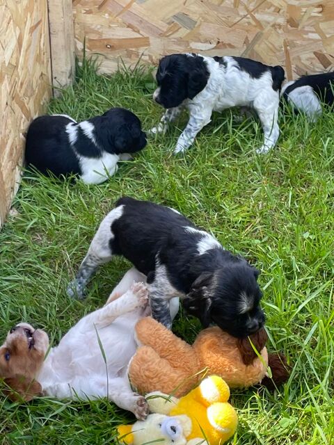 chiots Epagneul breton parents lof 700 45110 Ch�teauneuf-sur-loire