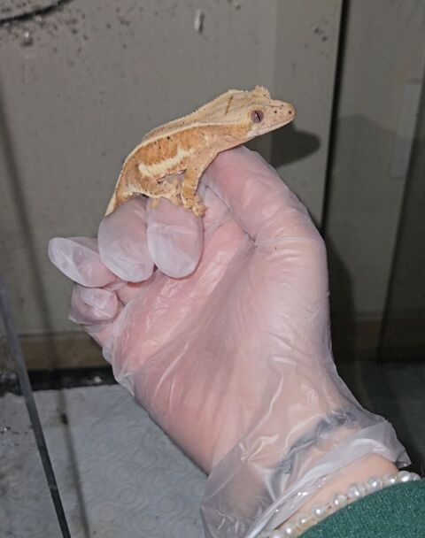 Gecko a crête  150 95150 Taverny