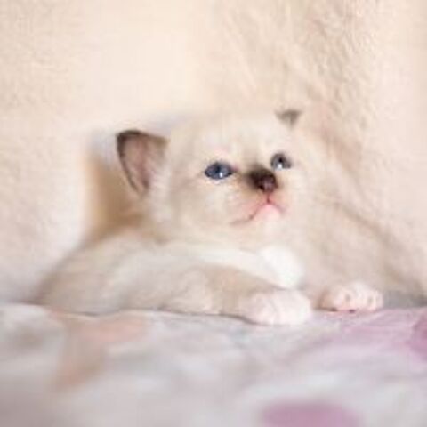   Adorables chatons pur race à adopter nés le 18 juillet.  