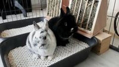   Onyx & Oréo 
