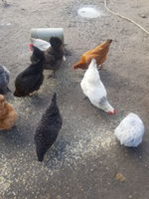   Poules noirans oeufs chocolat 