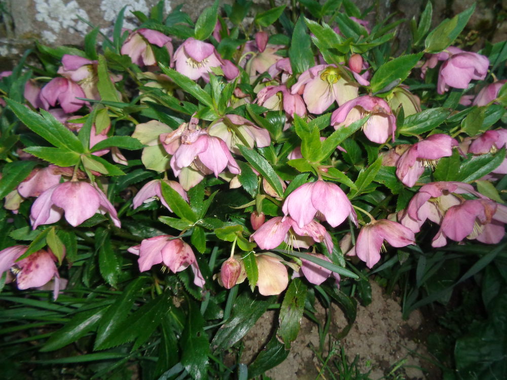 roses de no&egrave;l Jardin
