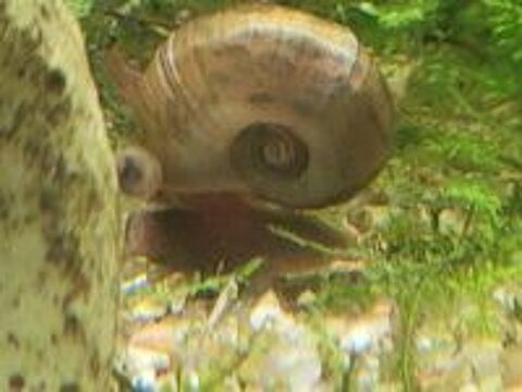   Escargots aquarium planorbes 