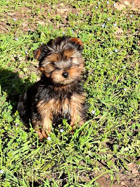 yorkshire 850 83170 Brignoles