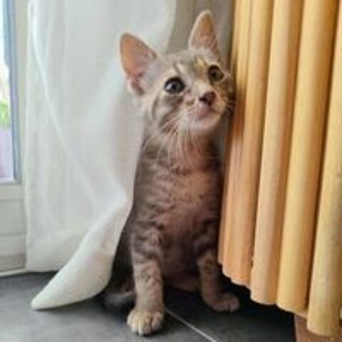   TIGROU 