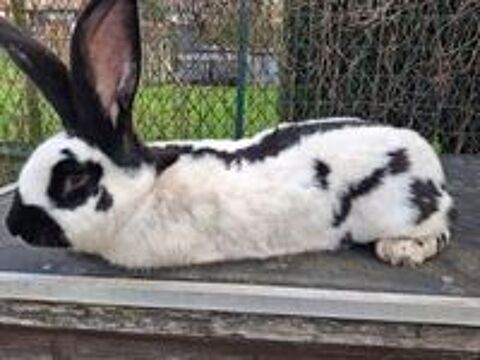   Lapin géant papillon  