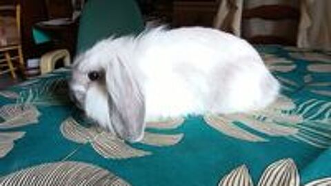   lapins nains beliers angora 