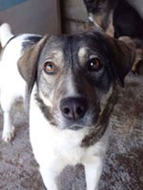   Meredith à l'adoption 