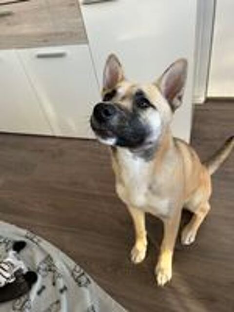   Donne chienne malinoise croiser husky 