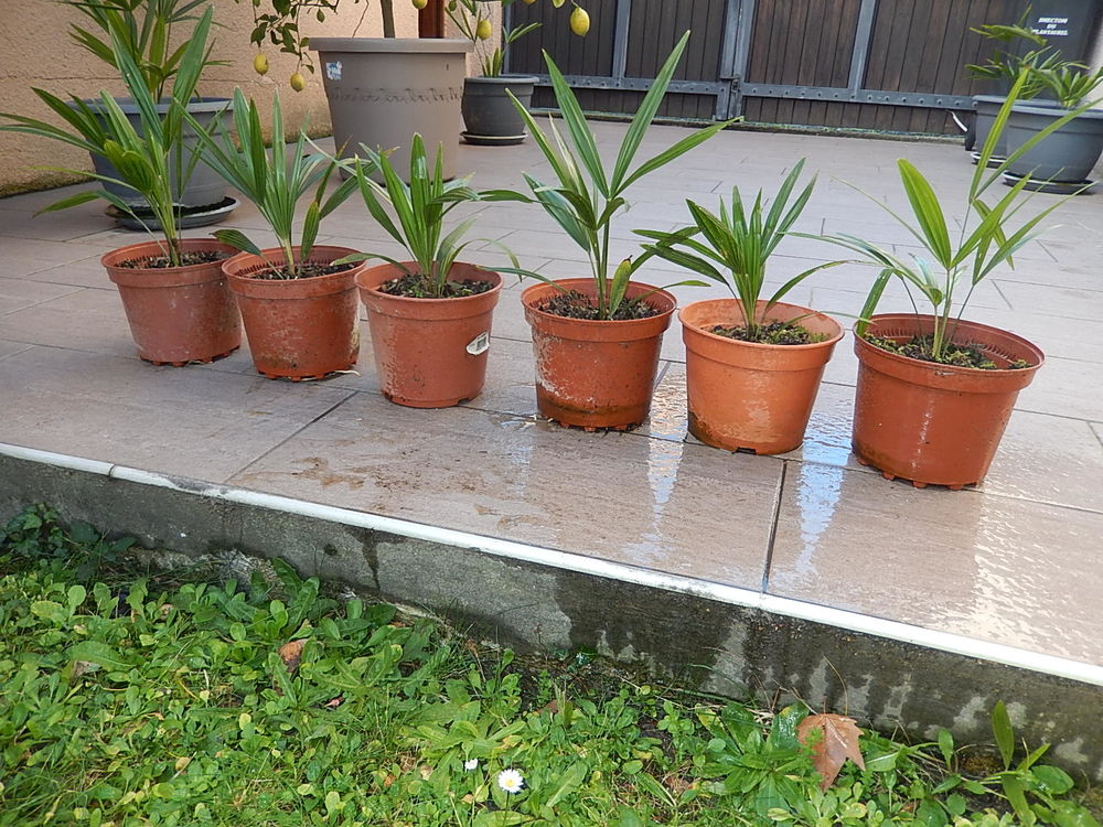 PALMIER trachycarpus fortunei R&Eacute;SISTE LA S&Eacute;CHERESSE ET FROI Jardin