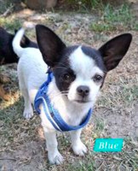   Chiot femelle chihuahua pure race 
