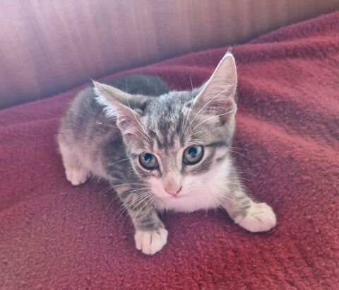 un joli CHATON et sa soeur &agrave; adopter, un seul ou les deux 0 09320 Soulan
