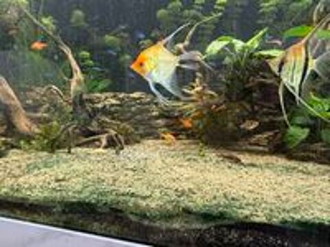   aquarium avec la totalité de ce qu'il y a l'intérieur. 
